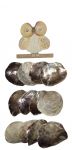 Hanging Shell Owl on Perch